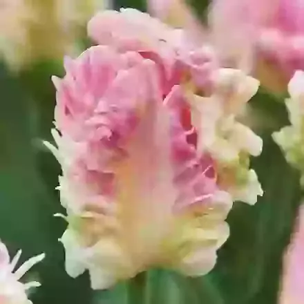 Cabanna